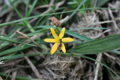 Curculigo orchioides